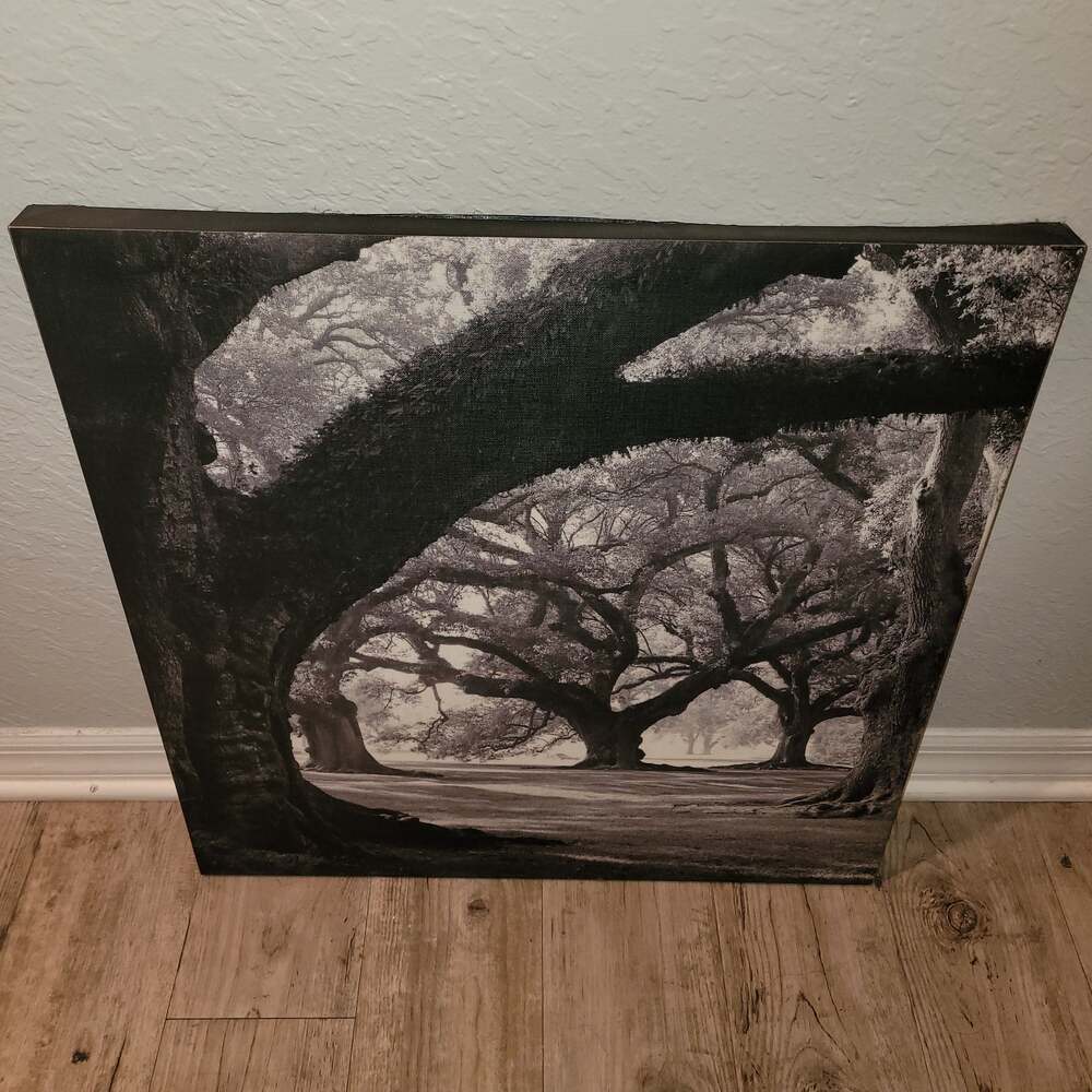 Oak Alley, West Row by William Guion Framed Photographic Print